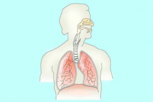 Sistemul respirator al omului - funcții, structura structurii și organele Sistemul respirator al omului - funcții, structura structurii și organele